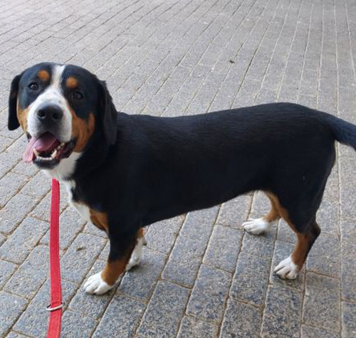 Entlebucher Sennenhund der Zuchtstätte vom Zwergenstübchen