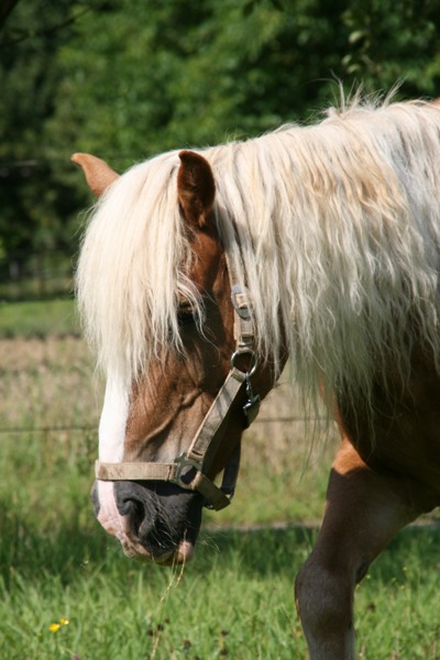Reitabzeichen und Horse Handling auf dem Reithof Schuster