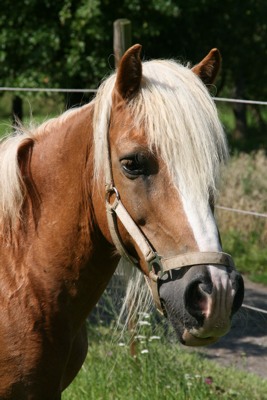 Pony-Ferien auf dem Reithof Schuster