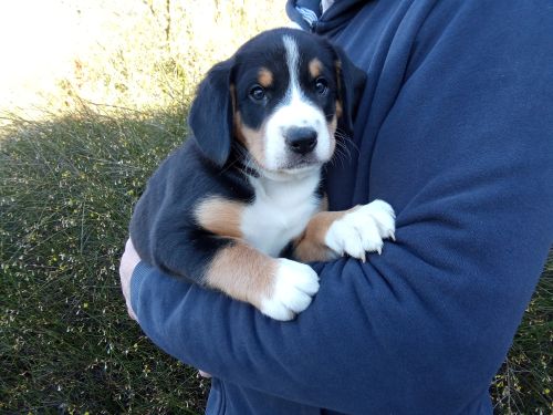 Entlebucher Sennenhund-Welpen vom Zwergenstübchen