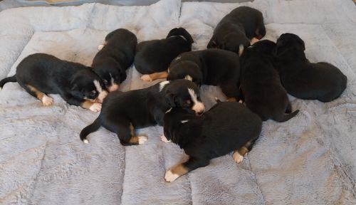 Entlebucher Sennenhund vom Zwergenstübchen